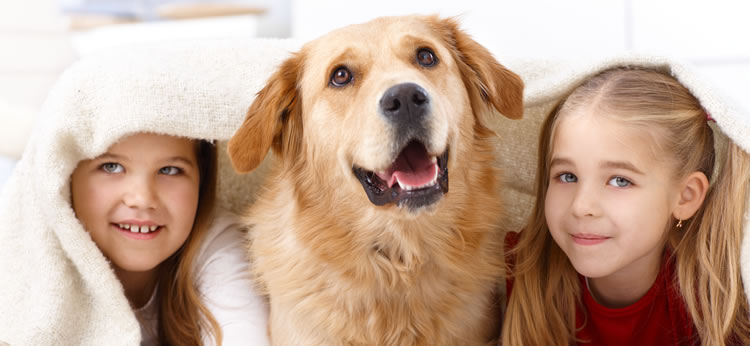 7 mejores mascotas para tener en casa