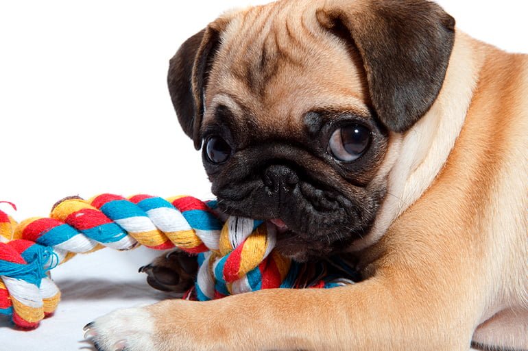 Juguetes para Perros