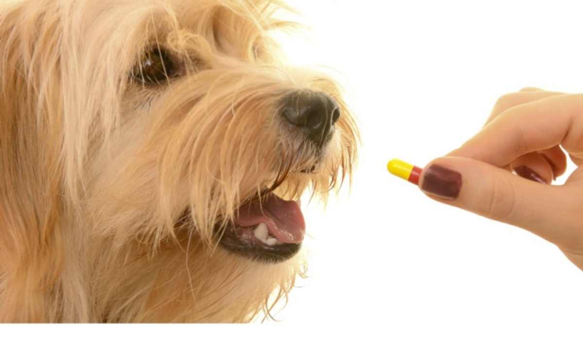 Medicamentos Humanos Para Perros